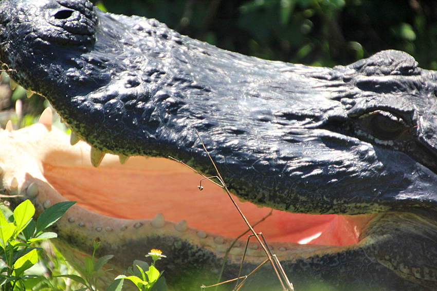 Aligator im Everglades Nationalpard