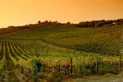 Weinanbau in der Toskana