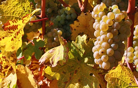 Weinanbau auf Mallorca