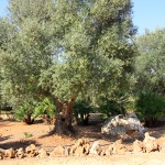 Ferienhaus Mallorca MA7420 alte Olivenbäume