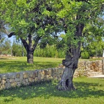 Finca Mallorca MA7310 - Bäume