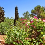 Finca Mallorca MA5832 Garten