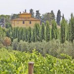 Ferienhaus Toskana TOH751 Weinreben im der Umgebung
