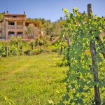 Ferienhaus Toskana TOH355 Garten mit Weinreben
