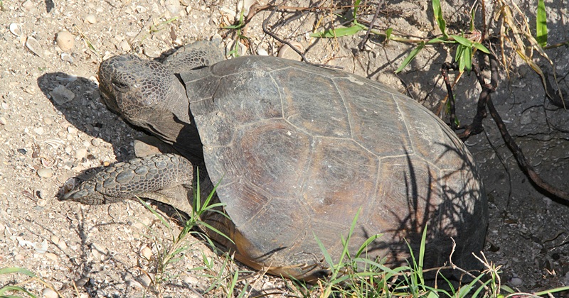 Schildkröte auf Longboat Key in Florida