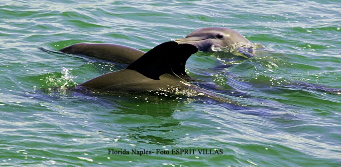 Delphine vor Naples in Florida