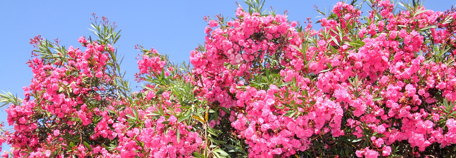 Oleander in Guia an der Algarve