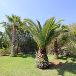 Ferienhaus Mallorca MA5557  Palme im Garten